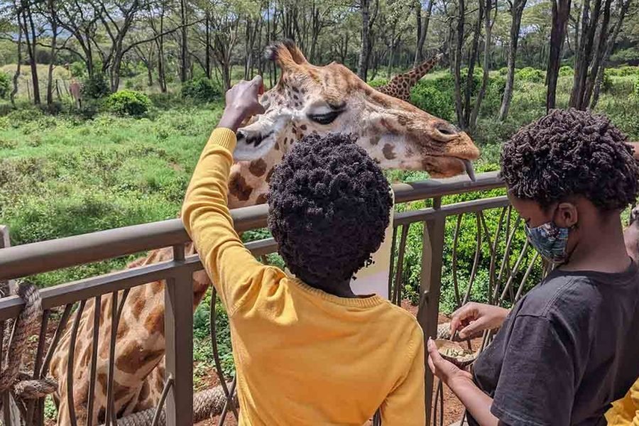 Incredible amazing tour to the Giraffe & Elephant sanctuary