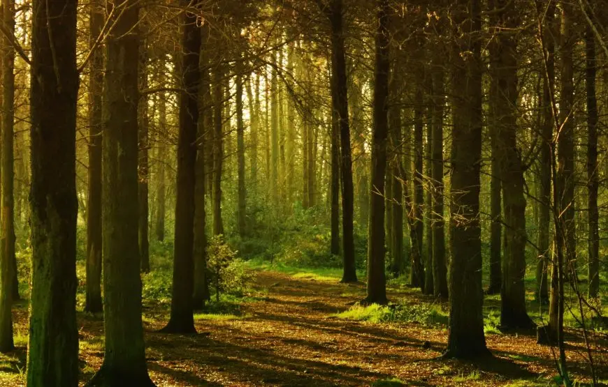 Discover Serenity in the Heart of Kereita Nature Trail