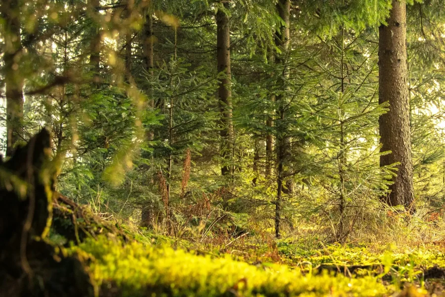 Discover Serenity in the Heart of Kereita Nature Trail